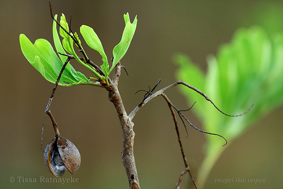 Grevillea decurrens Seed Pod - Darwin - NT