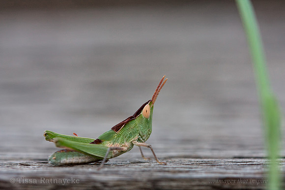 Grasshopper nymph - possibly Calephorops viridis - Darwin - NT