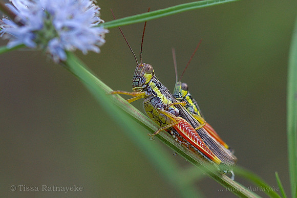 Colourful Sorghum Grasshoppers - Genus Novum 70, sp. 1 - Darwin - NT