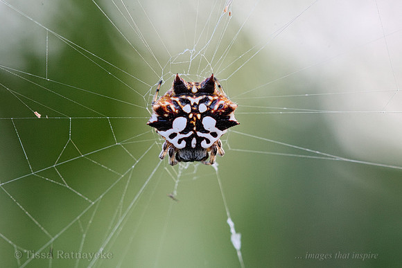 Spiny Spider (Gasteracantha sacerdotalis) - Darwin - NT