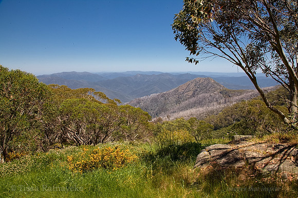 Mount Buller - Victoria
