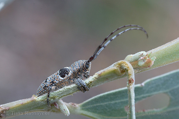 Longicorn Beetle feeding on Acacia - Darwin - NT