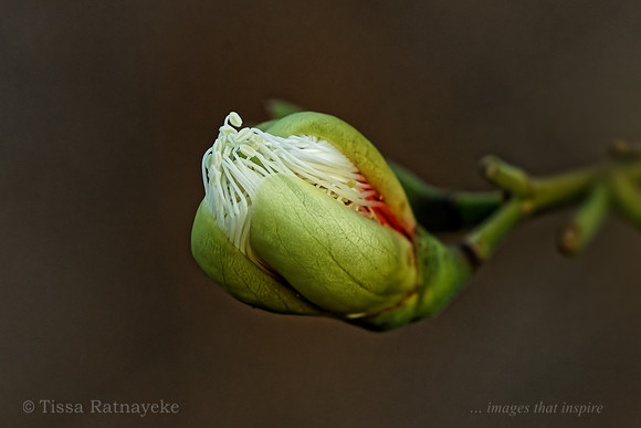 Cocky Apple Flower Bud - Planchonia careya - Darwin - NT