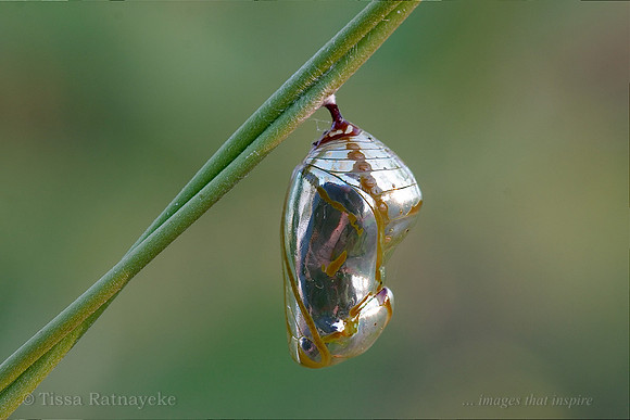 Chrysalis of Common Crow Butterfly - Euploea core - Darwin - NT