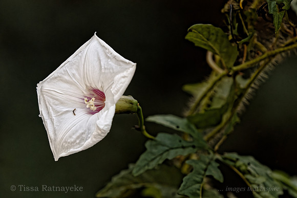 White and Pink Flower of Merremia dissecta - Darwin - NT