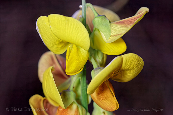 Yellow Flower of Crotalaria retusa - Darwin - NT