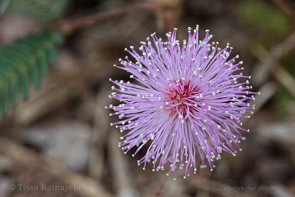 Mauve flower of Mimosa pudica - weed - Darwin - NT