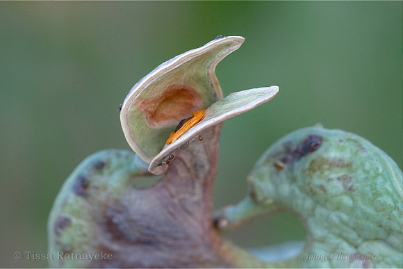 Black Wattle Seed Pod - Acacia auriculiformis - Darwin - NT