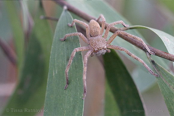 Huntsman Spider - Darwin NT