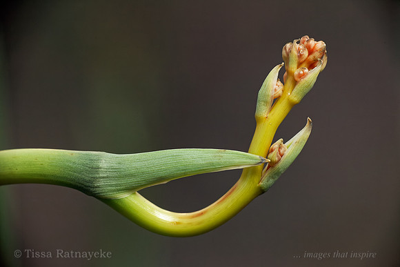 Flower Head of Haemodorum - Darwin - NT