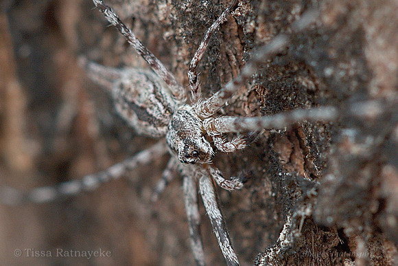 Two-tailed Spider - Tamopsis sp - Darwin NT