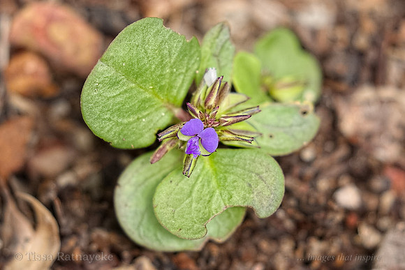 Purple Flower - Polygala orbicularis - Darwin - NT