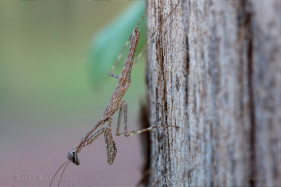 Tree-running Mantis - Ciulfina sp. - Darwin - NT