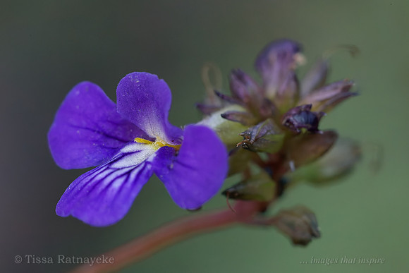 Mauve Flower of Lindernia lobelioides - Darwin - NT