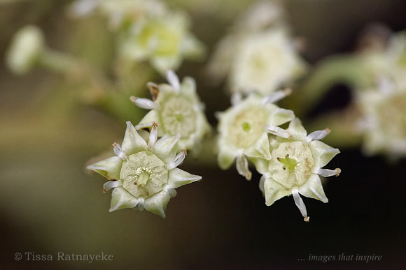 White Flower of Red Ash Tree - Alphitonia excelsa - Darwin - NT