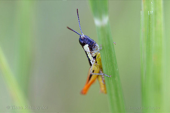 Grasshopper - Western Xypechtia - Xypechtia sp. 1 - Darwin - NT