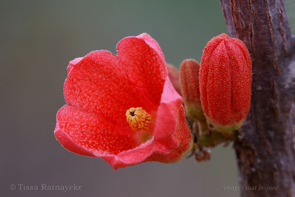 Red-flowered Kurrajong - Brachychiton megaphyllus - Darwin - NT