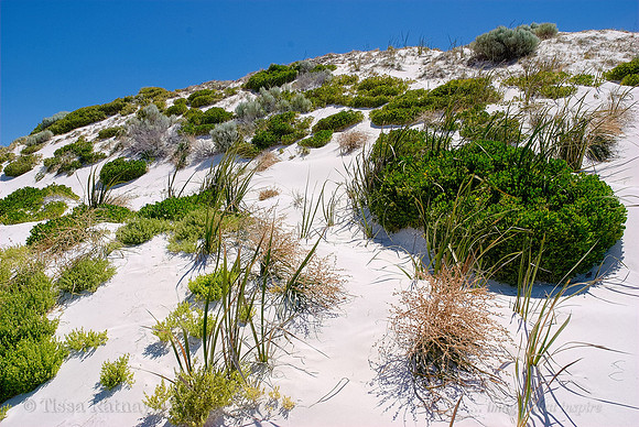 Rottnest Island - Perth - WA
