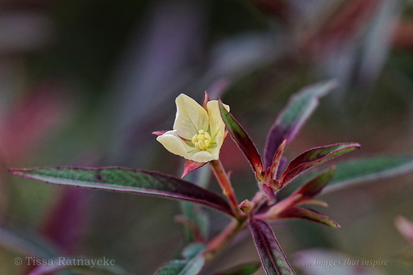 Yellow Flower of possibly Ludwigia octovalvis - Darwin - NT