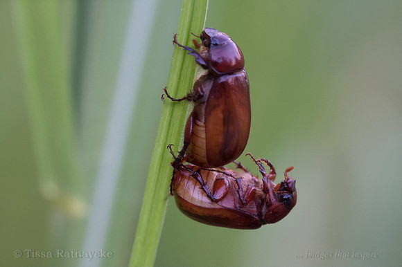 Scarab Beetle species mating - Darwin - NT