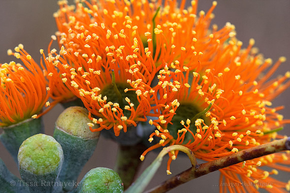 Darwin Wollybutt Flower - Eucalyptus miniata