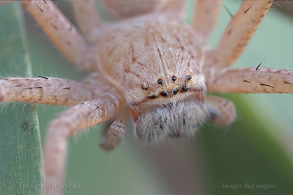 Huntsman Spider - I can see you - Darwin NT