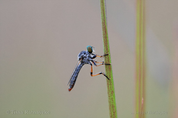 Robberfly - Darwin - NT