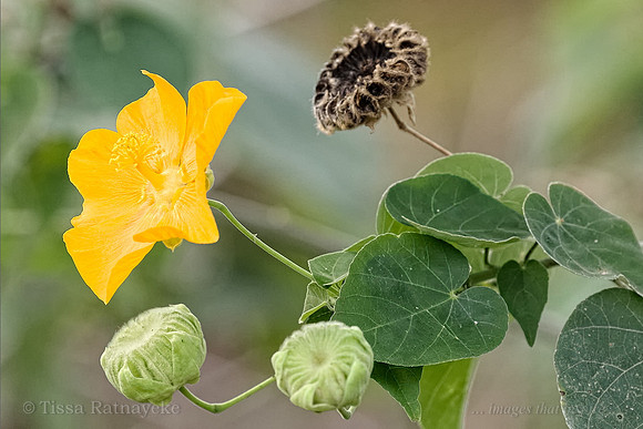 Yellow Flower and Seedpods of Abutilon indicum - Darwin NT