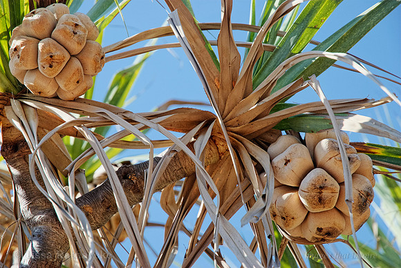 Pandanus basedowii - Arnhemland Escarpment - NT