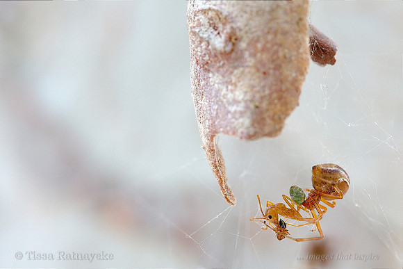 Leaf Curling Spider Theridiidae  (Parasteatoda decorata)  feeding on Green Tree-ant (and a smaller black & orange strobe ant) - Darwin - NT
