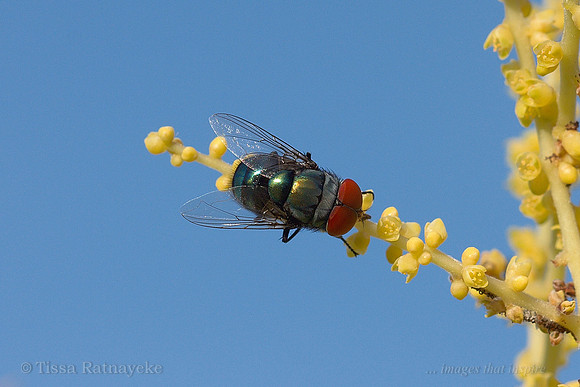 Male Bluebottle Fly - possibly Chrysomya megacephala on Sand Palm Flowers - Darwin - NT