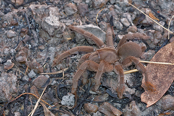Australian Tarantula - Phlogius (Selenocosmia) possibly crassipes - Darwin - NT