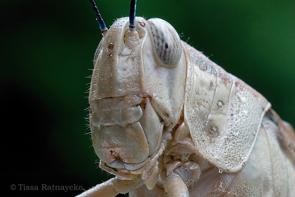 Giant Grasshopper - Valanga irregularis - Australia's largest, females up to 90mm - Darwin - NT