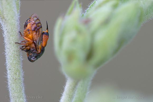Tube Spittle Bug- Machaerota pugionata - Darwin - NT