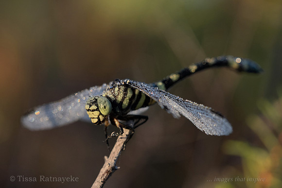 Australian Tiger Dragonfly on Dewy Morning - Darwin - NT