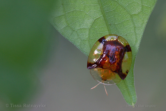 Tortoise Beetle - possibly Aspidimorpha quadriradiata - Darwin - NT