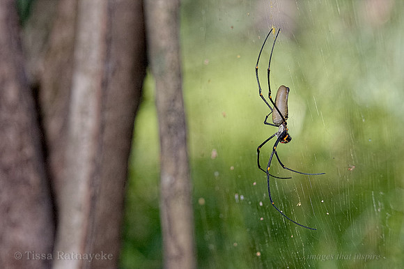 Golden Orb-weaver - Nephila pilipes - Darwin NT