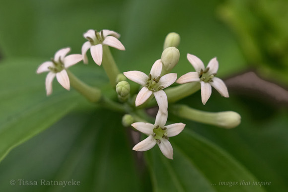White Flower of Strychnine Tree - Strychnos lucida - Darwin NT