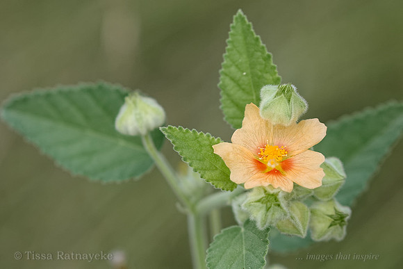 Flannel Weed Orange Flower - Sida cordifolia - Weed