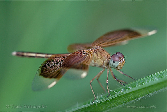 Painted Grasshawk Dragonfly - immature male - Neurothemis stigmatizans - Darwin - NT