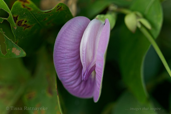 Mauve Flower of Centro (weed) - Centrosema molle - Darwin - NT