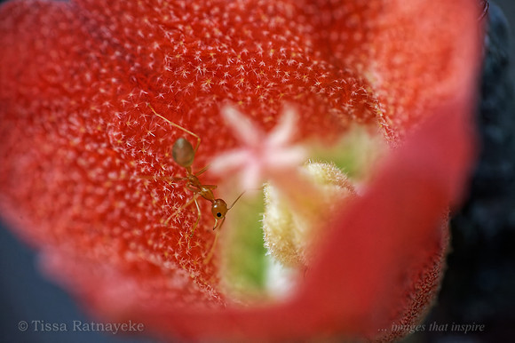 Red-flowered Kurrajong with Green Tree Ant - Brachychiton megaphyllus - Darwin - NT