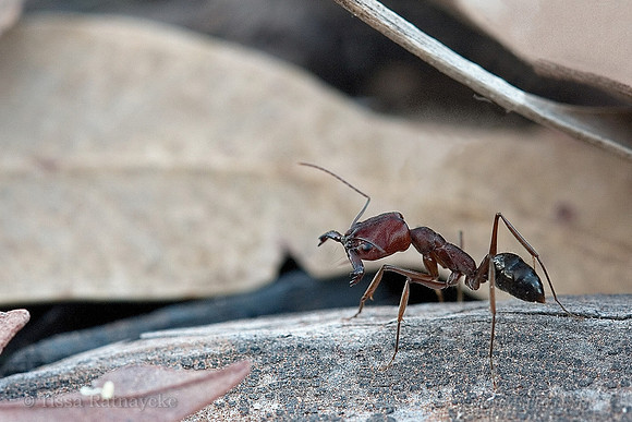 Giant snappy ant - Odontomachus turneri - Darwin - NT