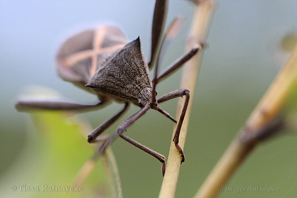 Crusader Bug Feeding - Mictis profana - Darwin - NT