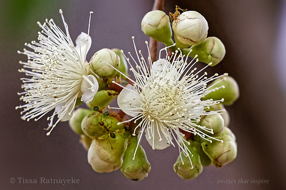 White Flower of Syzygium eucalyptoides bleeseri - Darwin - NT