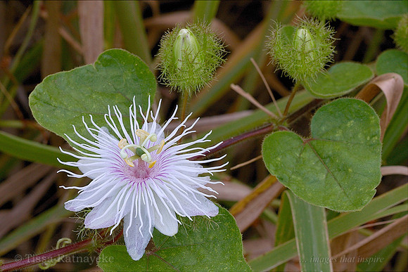 Wild Passionfruit Flower - Passiflora foetida - Darwin - NT