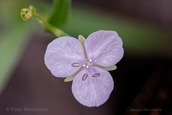 Mauve Flower of Murdannia graminea - Darwin - NT