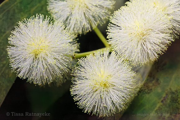 White Flowers of Acacia latescens - Darwin - NT