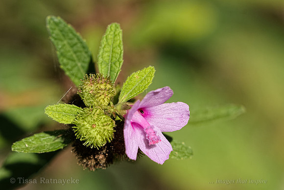 Pink flower and Green fruit of Urena lobata - Darwin - NT