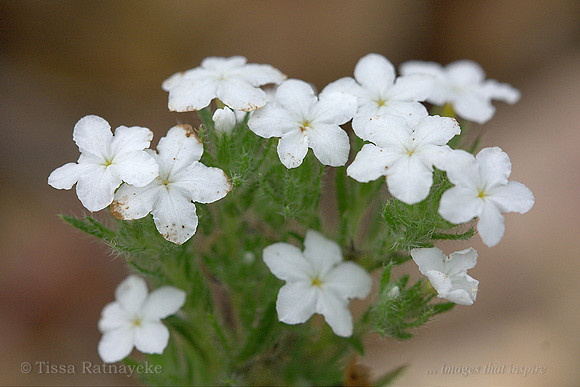 Tiny bouquet of white flowers - Heliotropium ventricosum - Darwin - NT